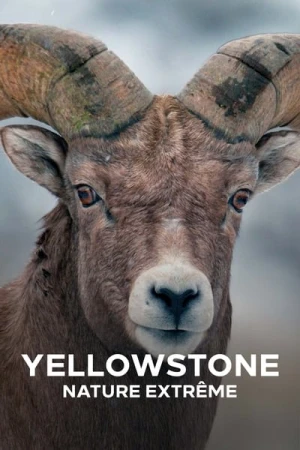  Yellowstone : Nature extrême - Saison 1 affiche 